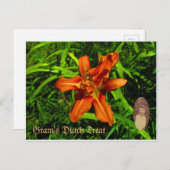 グラムオランダ治療 ポストカード (正面/裏面)