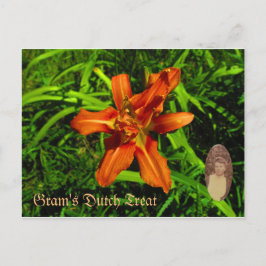 グラムオランダ治療 ポストカード