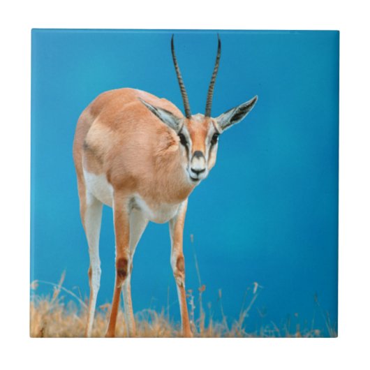 グラントガゼル (Gazella Granti) メスの肖像 タイル (正面)