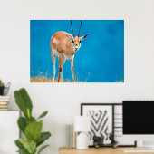 グラントガゼル(Gazella Granti)雌の肖像画 ポスター (ホームオフィス)