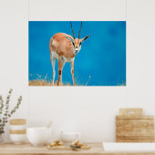 グラントガゼル(Gazella Granti)雌の肖像画 ポスター (キッチン)