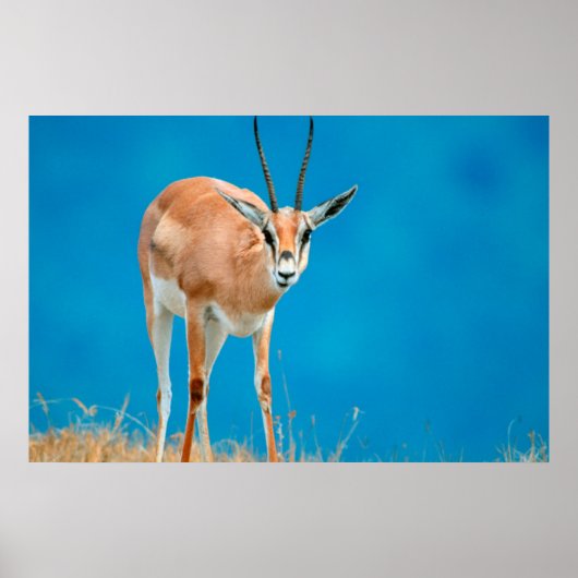 グラントガゼル(Gazella Granti)雌の肖像画 ポスター (正面)