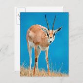 グラントズガゼル（ガゼルグランティ）エウェポートレート ポストカード (正面/裏面)