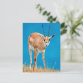 グラントズガゼル（ガゼルグランティ）エウェポートレート ポストカード (スタンド正面)