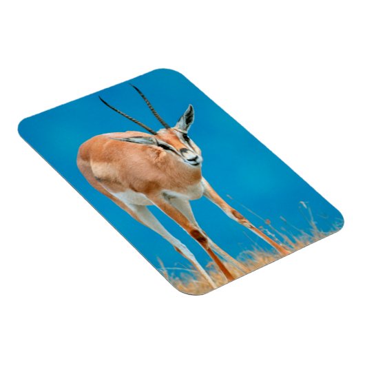 グラントズガゼル(ガゼルグランティ)エウェポートレート マグネット (右側)