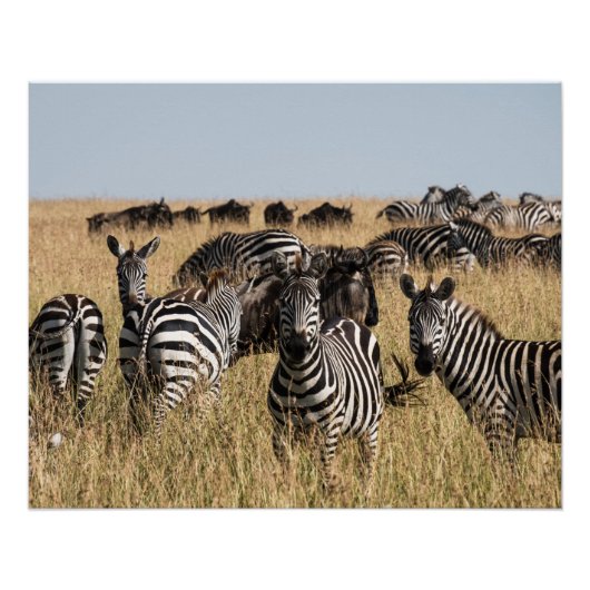 グラントズゼブラ ポスター (正面)