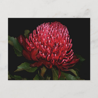 グランドオージーレディ ポストカード