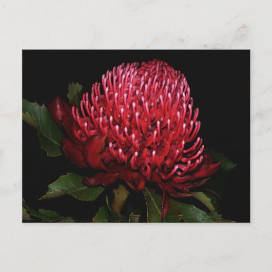 グランドオージーレディ ポストカード (正面)