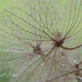 グランドキャニオン カレンダー