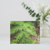 グランドキャニオン ポストカード (スタンド正面)