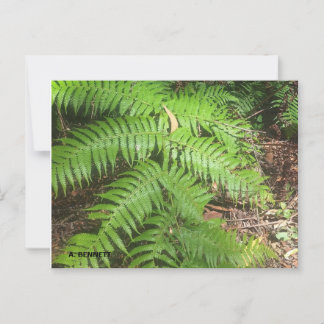 グランドキャニオン ポストカード