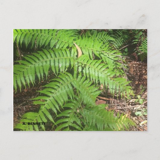 グランドキャニオン ポストカード (正面)