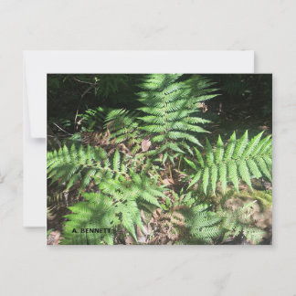 グランドキャニオン ポストカード