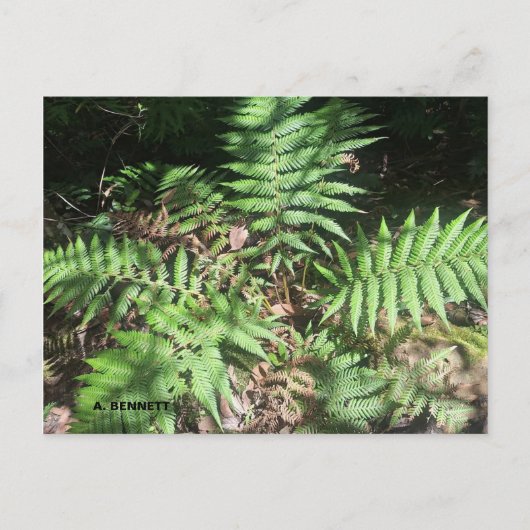 グランドキャニオン ポストカード (正面)