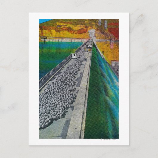 グランドクーリーダムを渡る羊 ポストカード (正面)