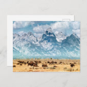 グランドテトン山脈の下のバッファロー ポストカード (正面/裏面)