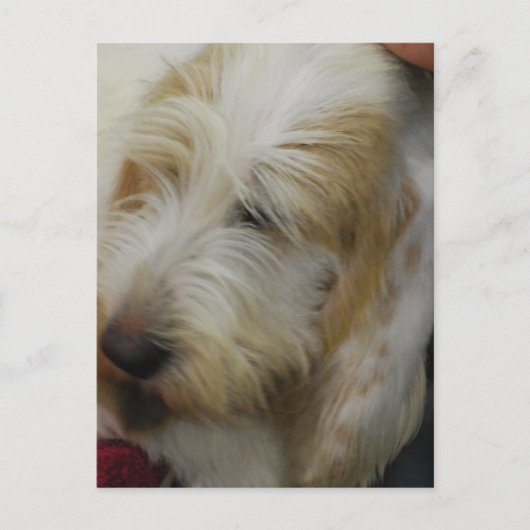 グランドバスセットドッグハガキ ポストカード (正面)