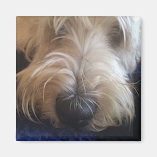 グランドバセットグリフォン磁石 マグネット (正面)