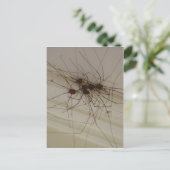 グランドパパの長い脚のスパイダーギフト ポストカード (スタンド正面)