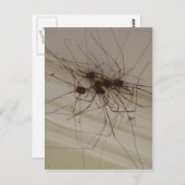 グランドパパの長い脚のスパイダーギフト ポストカード (正面/裏面)