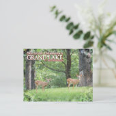 グランドレイクオクラホマポストカードディアー ポストカード (スタンド正面)