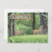 グランドレイクオクラホマポストカードディアー ポストカード (正面/裏面)