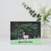 グランドヴュー公園の鹿 ポストカード (スタンド正面)