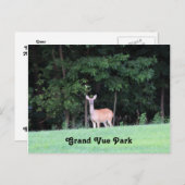 グランドヴュー公園の鹿 ポストカード (正面/裏面)