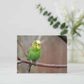 グリかわいらしーンブジー写真 ポストカード (スタンド正面)