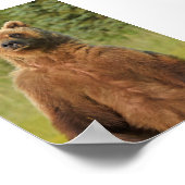 グリズリーベアの4x6ポスター紙（マット） ポスター (角)