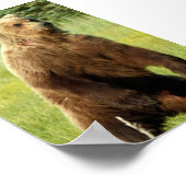 グリズリーベアの4x6ポスター紙（マット） ポスター (角)