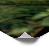 グリズリーベアアニマル自然威厳のある野生 ポスター (角)