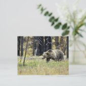 グリズリーベアーインフィールドイエローストーン国立公園 ポストカード (スタンド正面)