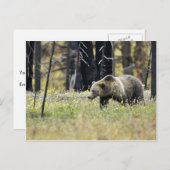 グリズリーベアーインフィールドイエローストーン国立公園 ポストカード (正面/裏面)