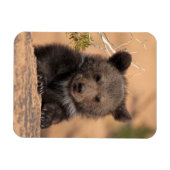 グリズリーベアーカブ マグネット (横)