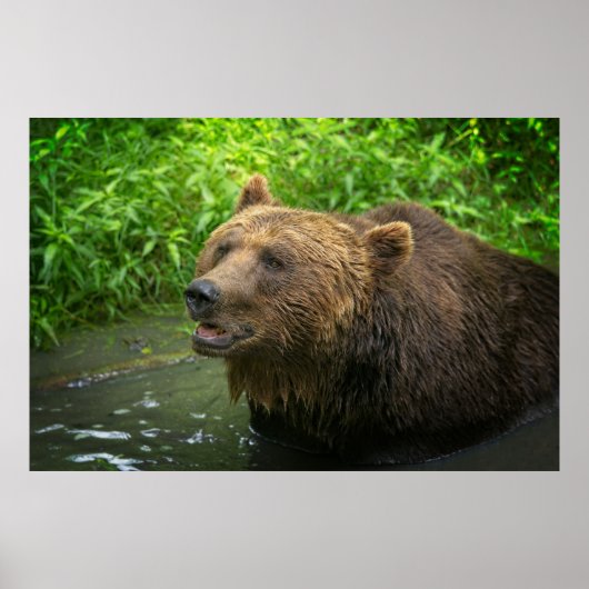 グリズリーベアークローズアップ ポスター (正面)