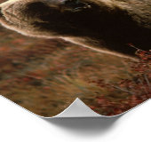 グリズリーベアーポスター ポスター (角)