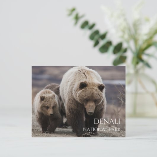 グリズリーベア播種、カブ、デナリ国立公園、AK ポストカード (スタンド正面)