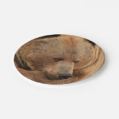 グリズリーベア紙プレート ペーパープレート (アングル)