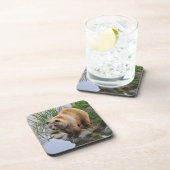 グリズリーベア野生動物写真 コースター (右側)