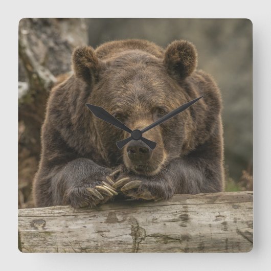 グリズリーベア スクエア壁時計 (正面)
