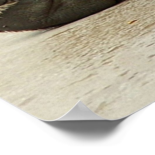 グリズリーベア ポスター (角)