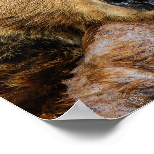 グリズリーベア ポスター (角)