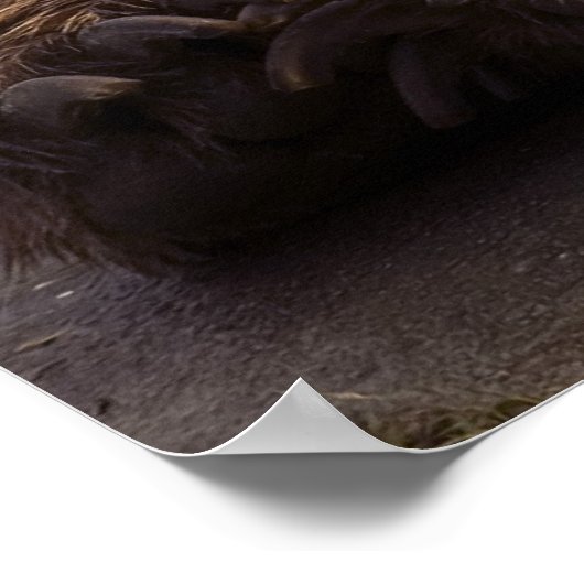 グリズリーベア ポスター (角)