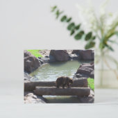 グリズリーベア ポストカード (スタンド正面)