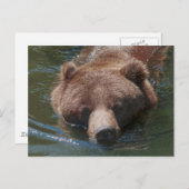 グリズリーベア ポストカード (正面/裏面)