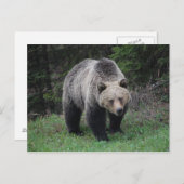 グリズリーベア ポストカード (正面/裏面)