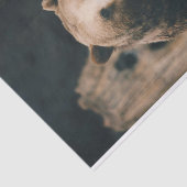 グリズリーベア 薄葉紙 (詳細)