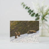 グリズリー一家 ポストカード (スタンド正面)