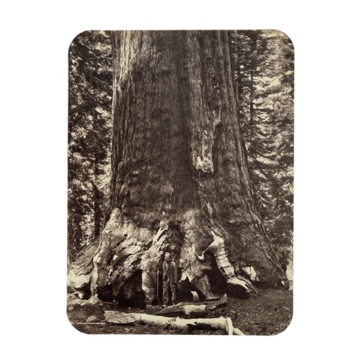 グリズリー巨人の基地、「ヨセミテの本」から マグネット (縦)